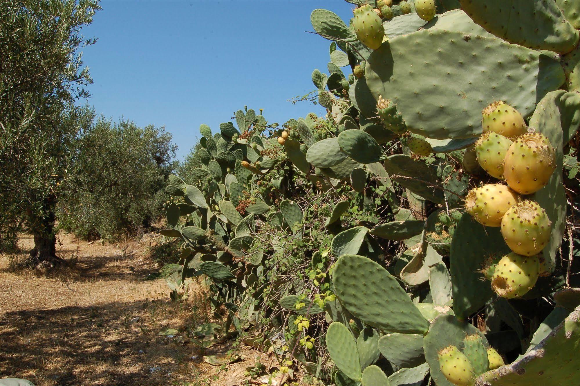 Agriturismo La Concordia Valderice Εξωτερικό φωτογραφία
